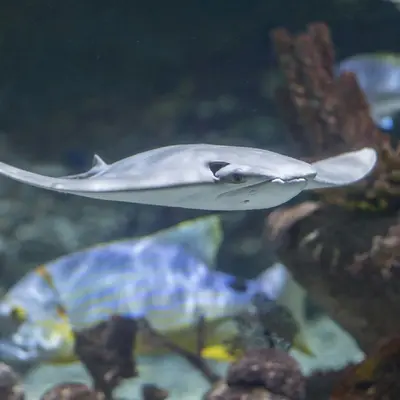 Visitez le Seaquarium et ses 300 espèces