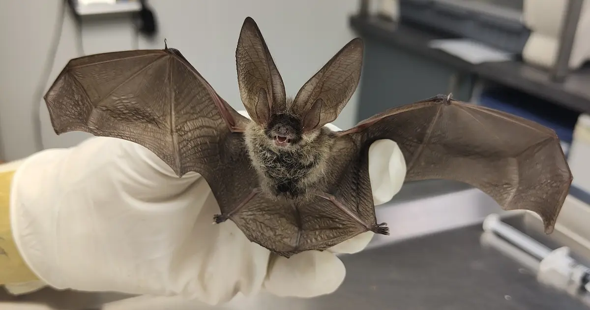 Secrets de chauves-souris