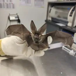Secrets de chauves-souris