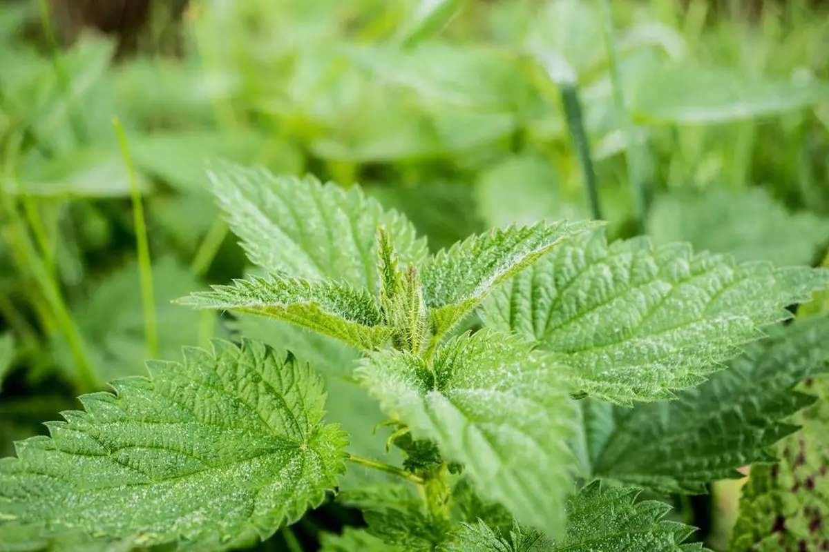 Secrets de plantes