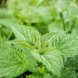 Secrets de plantes