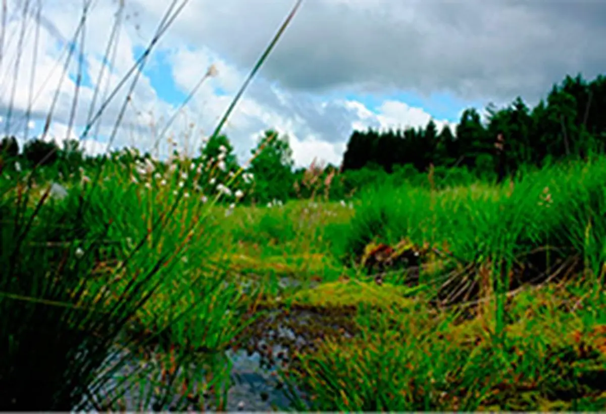 Secrets et richesses des tourbières