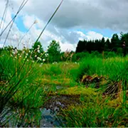 Secrets et richesses des tourbières