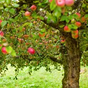 Secrets et savoir-faire de la Ferme du Léché à Saulgé