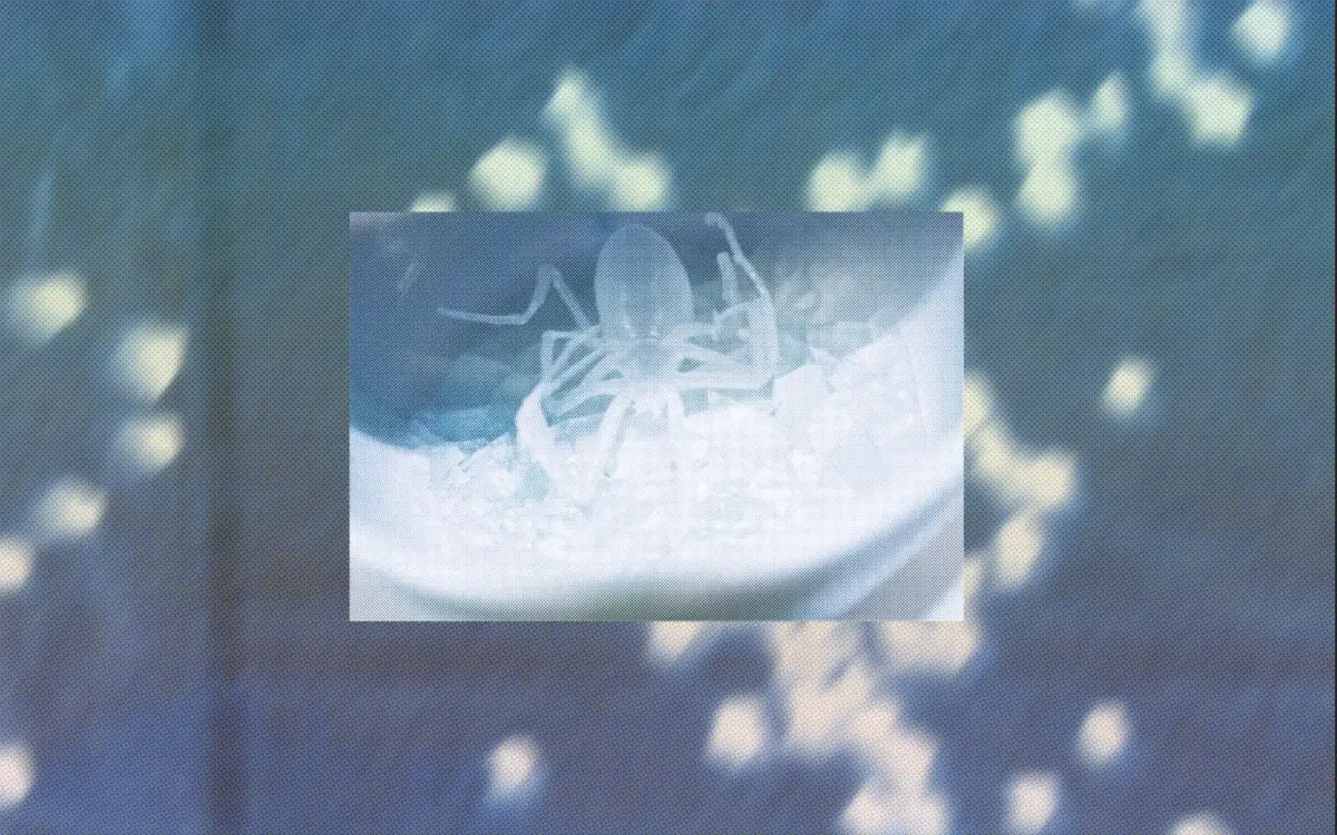 Visuel de l'exposition Seeing Keeping Giving