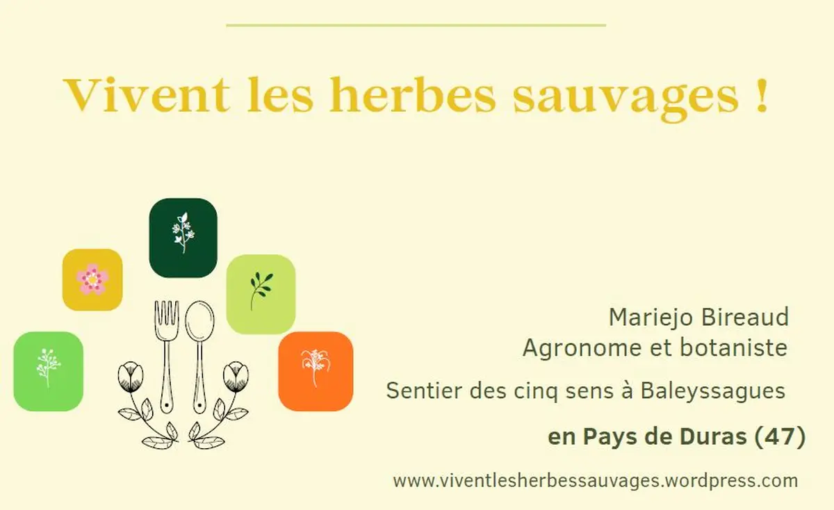 Séjour découverte et cuisine des plantes sauvages