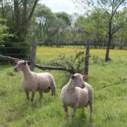 SEMAINE DE LA BIODIVERSITÉ - Balade transhumance et repas à la ferme des prairies de Pallard