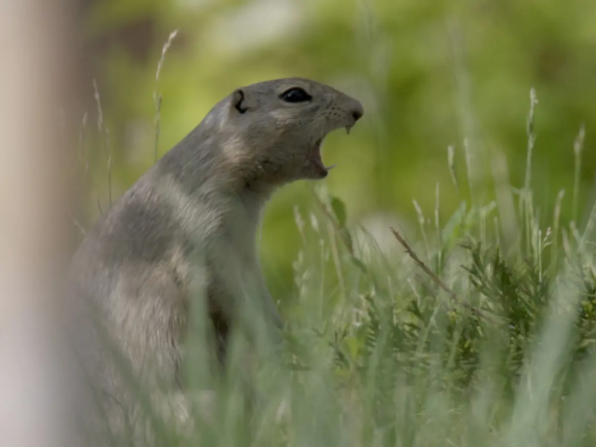 SEMAINE DE LA BIODIVERSITÉ - Ciné Nature à l'écoute de la nature : l'énigme du cri silencieux à Saint-Ciers-sur-Gironde