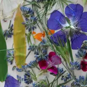 SEMAINE DE LA BIODIVERSITÉ - Fabrication d'une presse à fleurs à Saint-Ciers-sur-Gironde