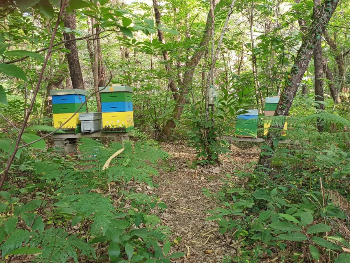 SEMAINE DE LA BIODIVERSITÉ - Portes ouvertes de l'association l'abeille est dans le pré à Val-de-Livenne