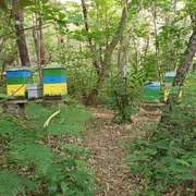 SEMAINE DE LA BIODIVERSITÉ - Portes ouvertes de l'association l'abeille est dans le pré à Val-de-Livenne