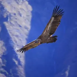 Semaine KLIMA : Conférence Les rapaces nécrophages, des oiseaux pas comme les autres