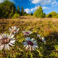 Le charme de la nature dans la région de la biosphère de la Forêt-Noire DR