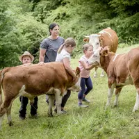 Aux petits soins avec les vaches d'Hinterwald  DR