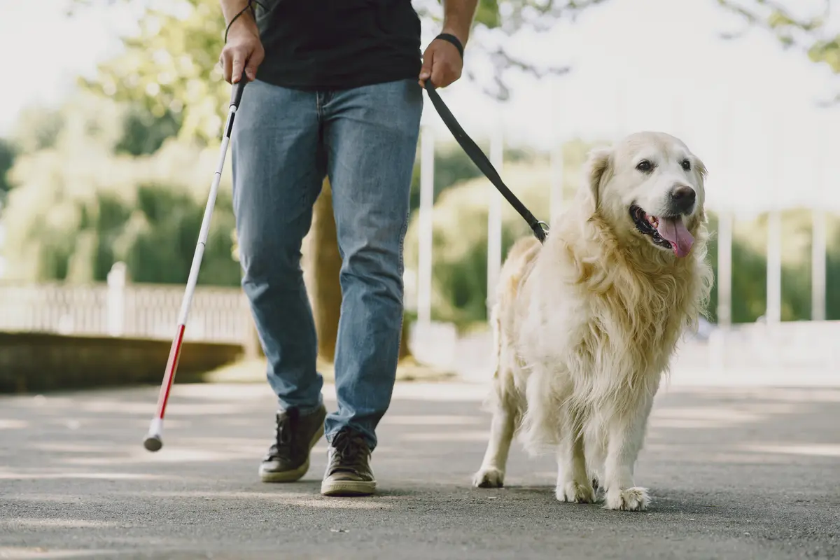 Sensibilisation déficience visuelle et chiens guides