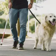 Sensibilisation déficience visuelle et chiens guides