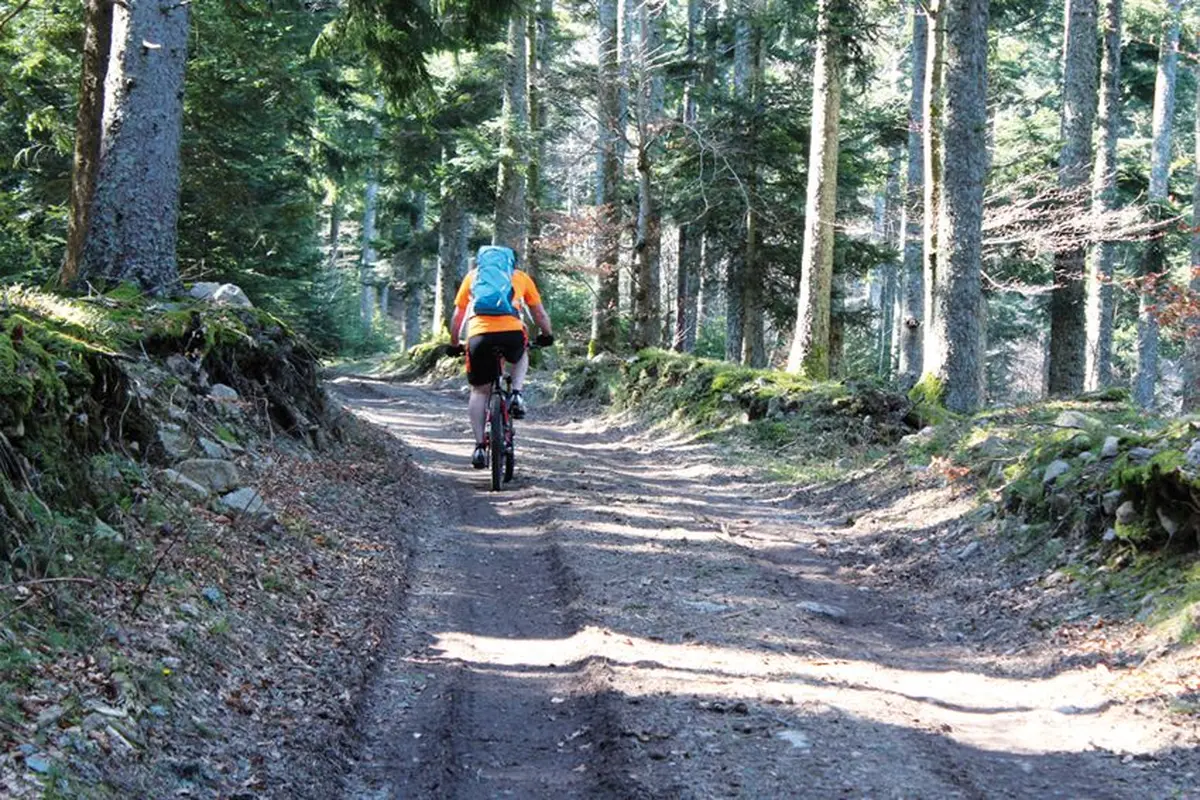 Retour par la forêt