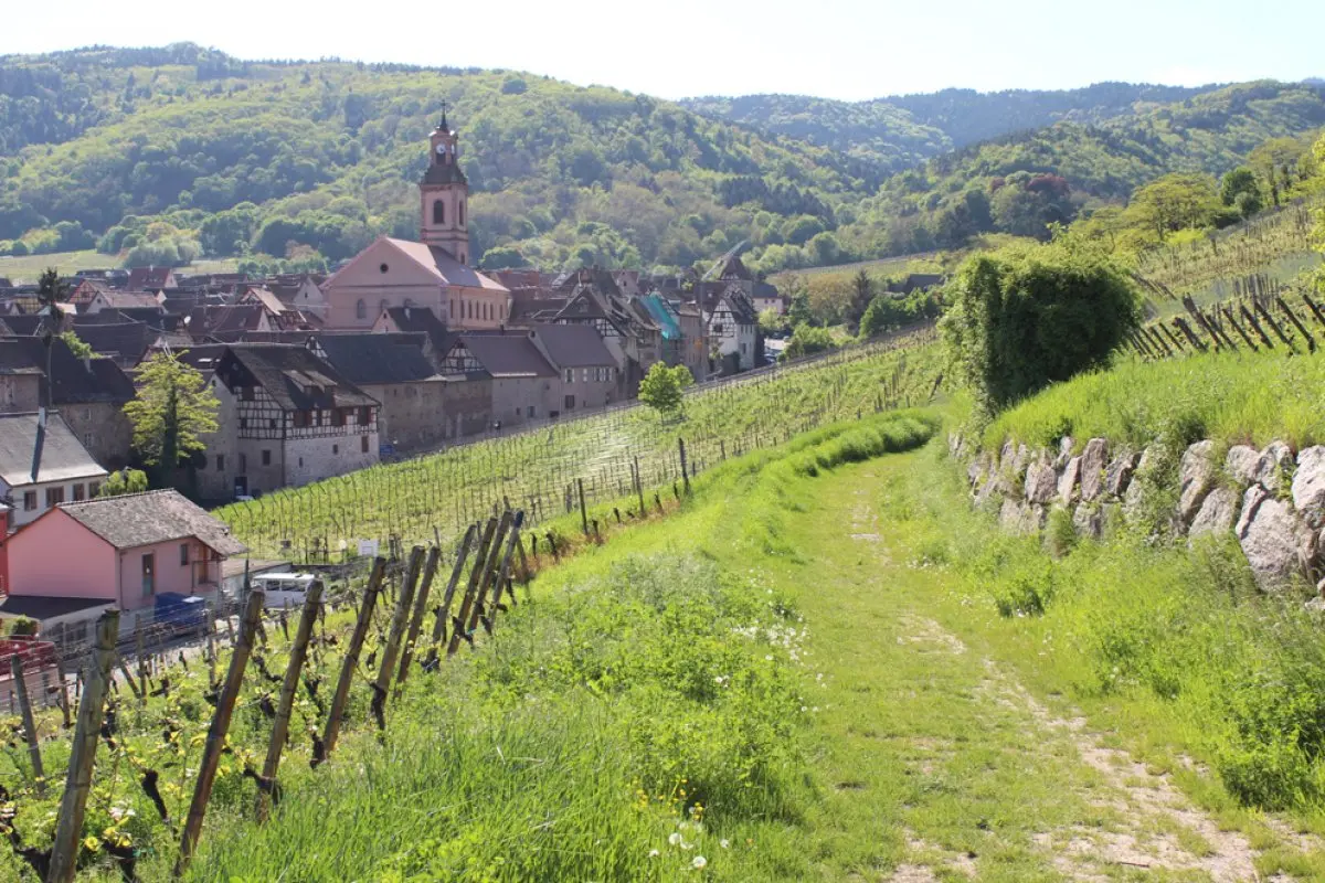 Le sentier viticole des grands crus