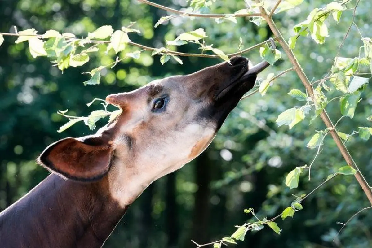 Sessions d'effeuillage pour les animaux du Parc Zoologique et Botanique de Mulhouse