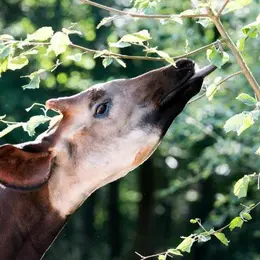Sessions d'effeuillage pour les animaux du Parc Zoologique et Botanique de Mulhouse