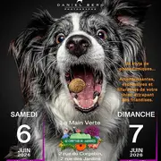 Shooting photo de chien