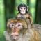 Les adorables macaques de Barbarie en pleine liberté DR