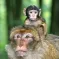 Les adorables macaques de Barbarie en pleine liberté DR