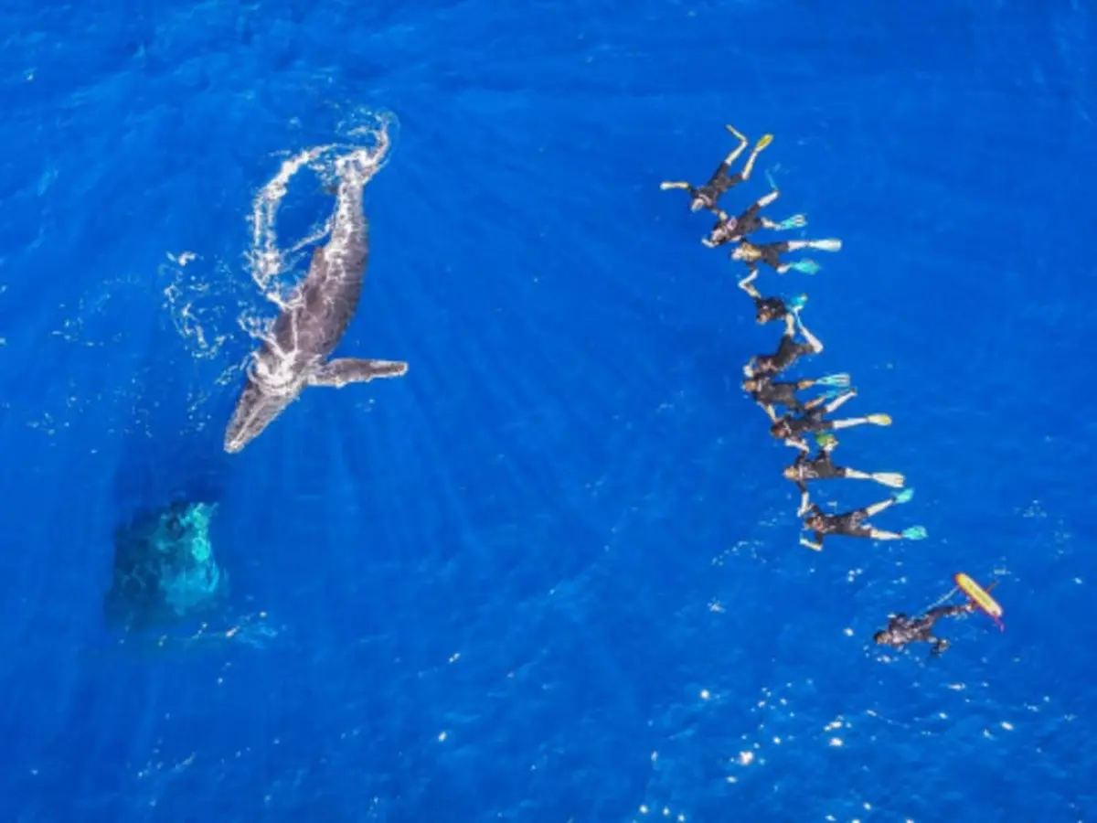 Snorkeling Cétacés dans l'océan indien depuis Saint-Leu (974)