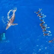 Snorkeling Cétacés dans l'océan indien depuis Saint-Leu (974)