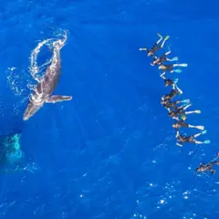 Snorkeling Cétacés dans l'océan indien depuis Saint-Leu (974)