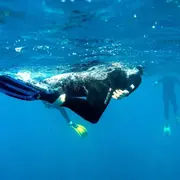Snorkeling sur barrière de corail de la Réunion depuis Saint-Leu
