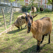 Soigneur d'un jour à la ferme pédagogique René Binet (18e)