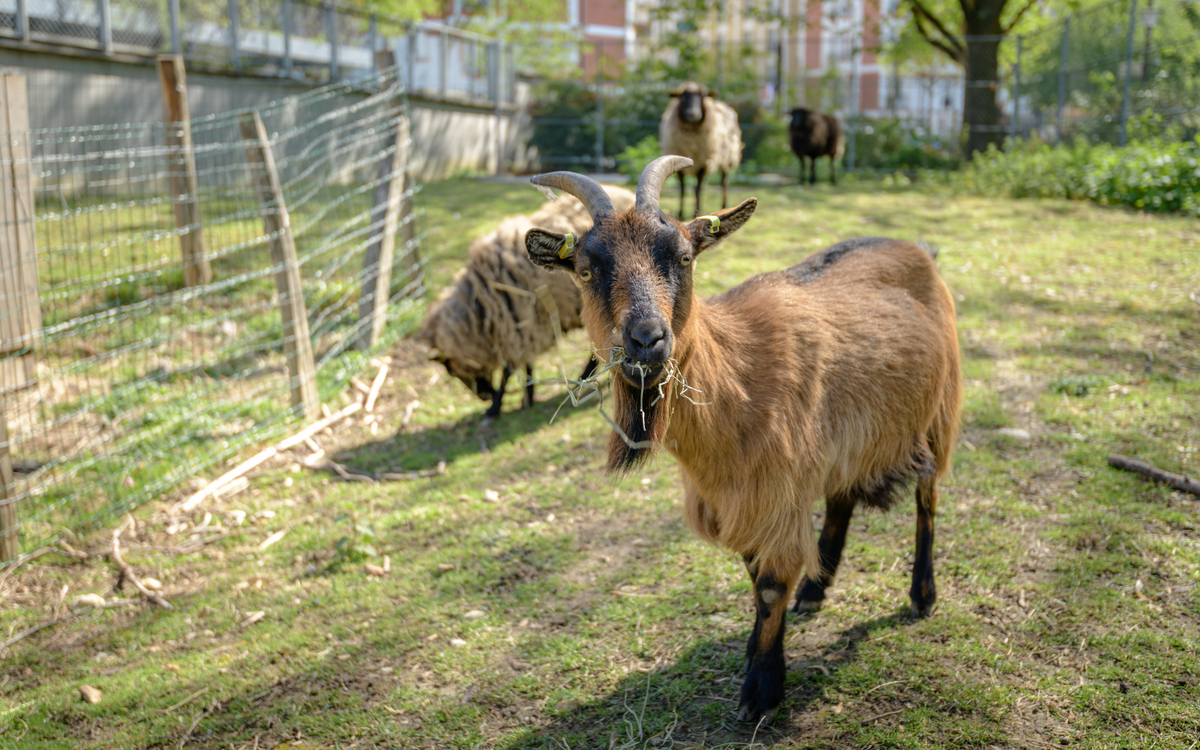 Soigneur d'un jour à la ferme pédagogique René Binet (18e)