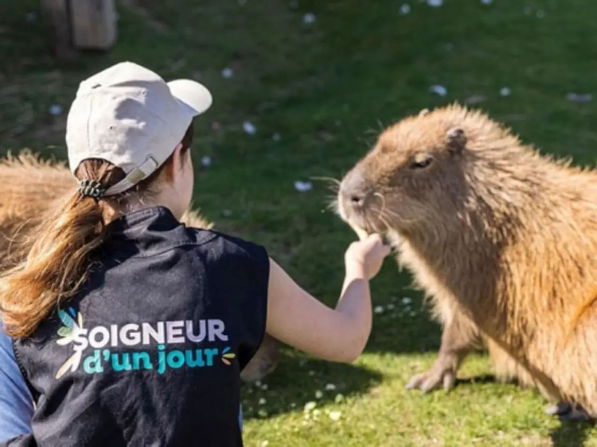 Soigneur d'un jour au parc Parrot World (77)