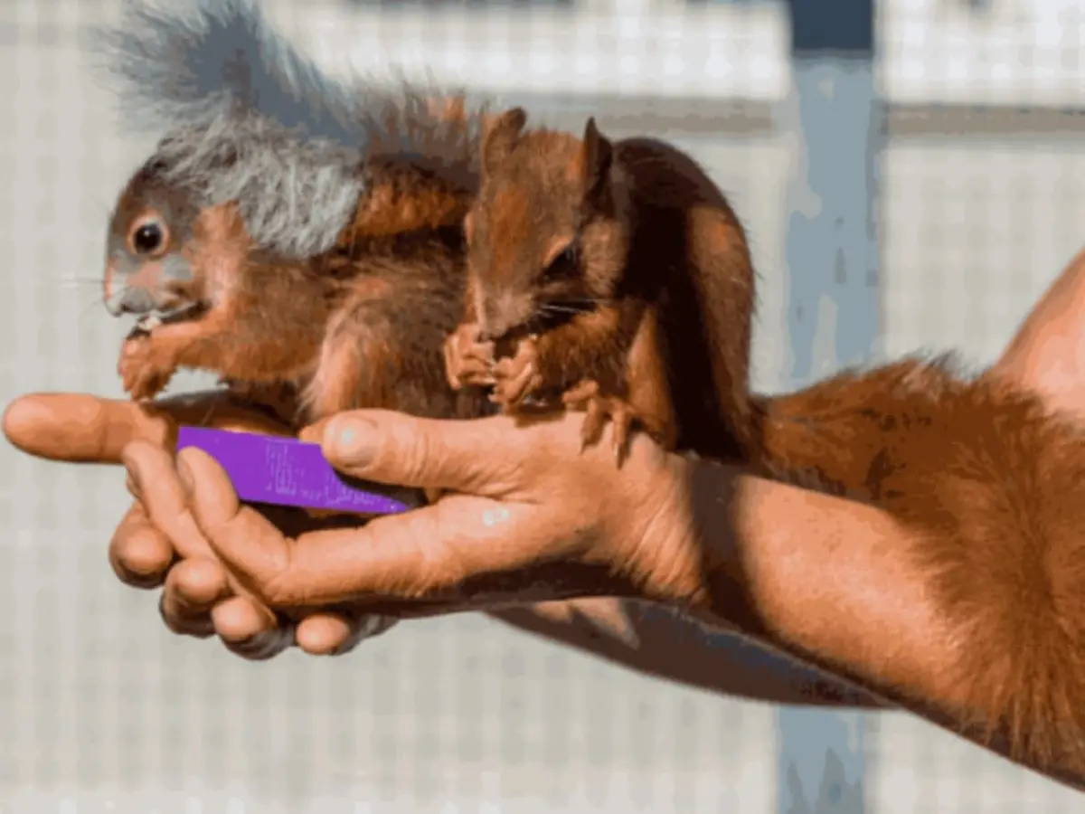 Soigneur et dresseur d'un jour proche d'Orléans