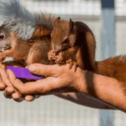 Soigneur et dresseur d'un jour proche d'Orléans