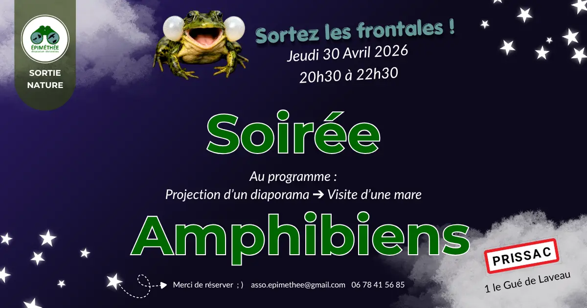 Soirée amphibiens