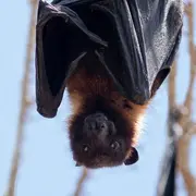 Soirée Avec Les Chauves Souris