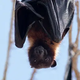Soirée Avec Les Chauves Souris