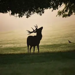Soirée Brame Du Cerf