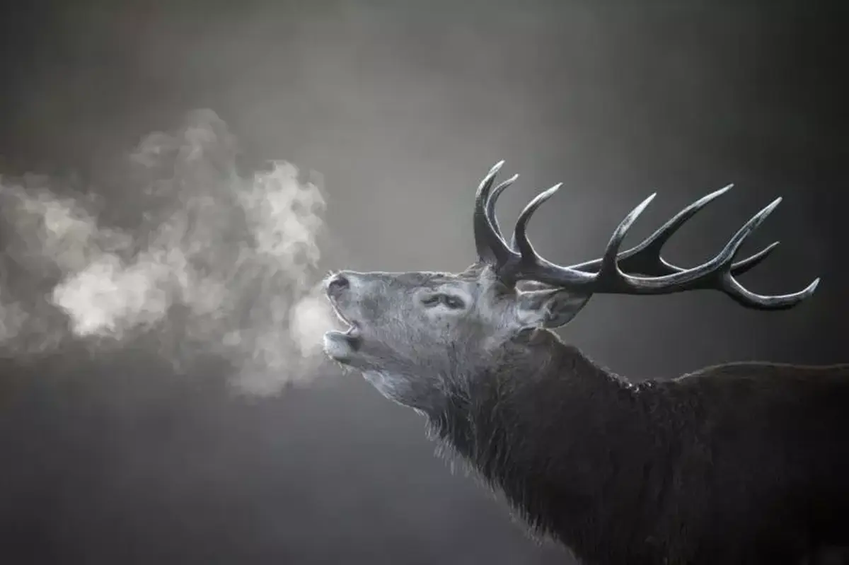 Soirée brame du cerf