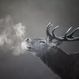 Soirée brame du cerf