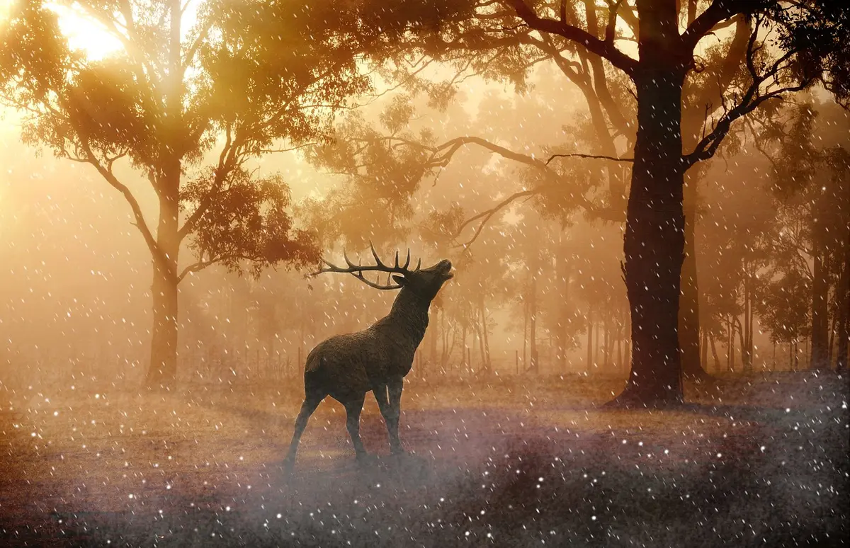 Soirée brame du cerf aux Eyzies