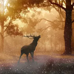 Soirée brame du cerf aux Eyzies