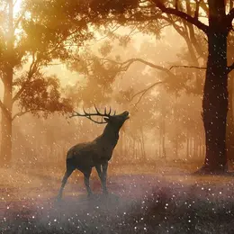 Soirée brame du cerf aux Eyzies