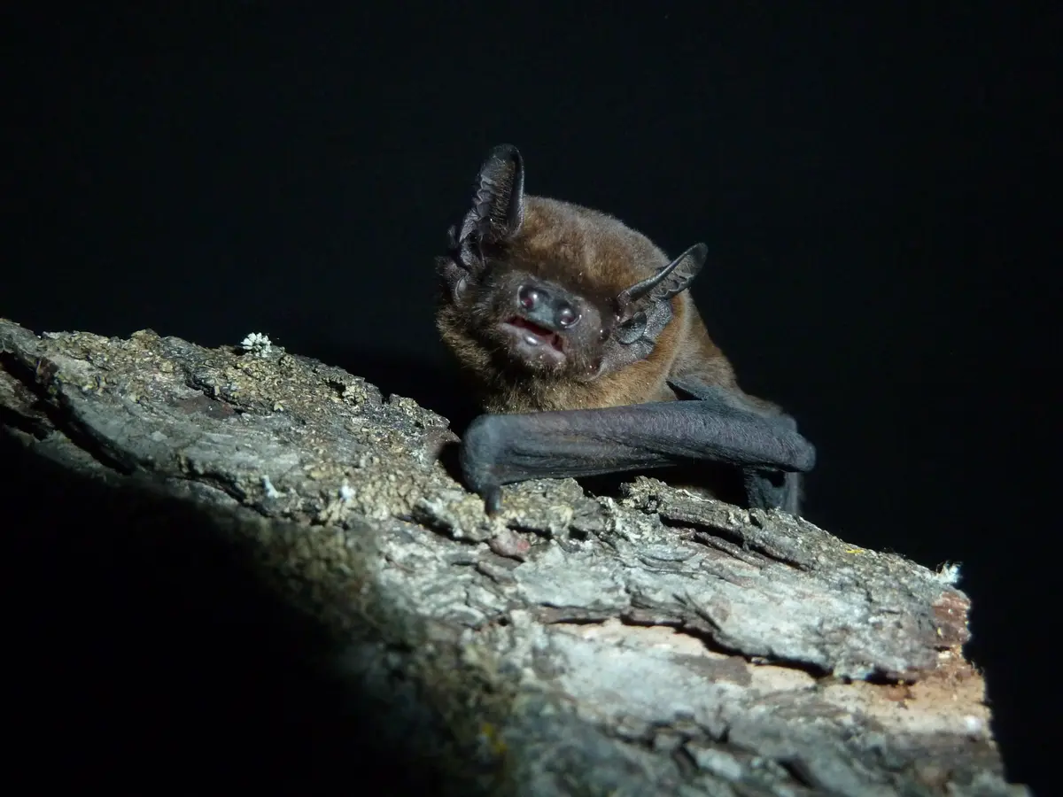 Soirée chauve-souris