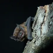 Soirée chauve-souris