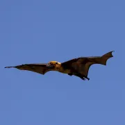 Soirée Chauves-souris