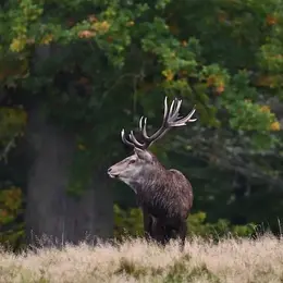 Soirée découverte brame du cerf et observation de la voûte céleste