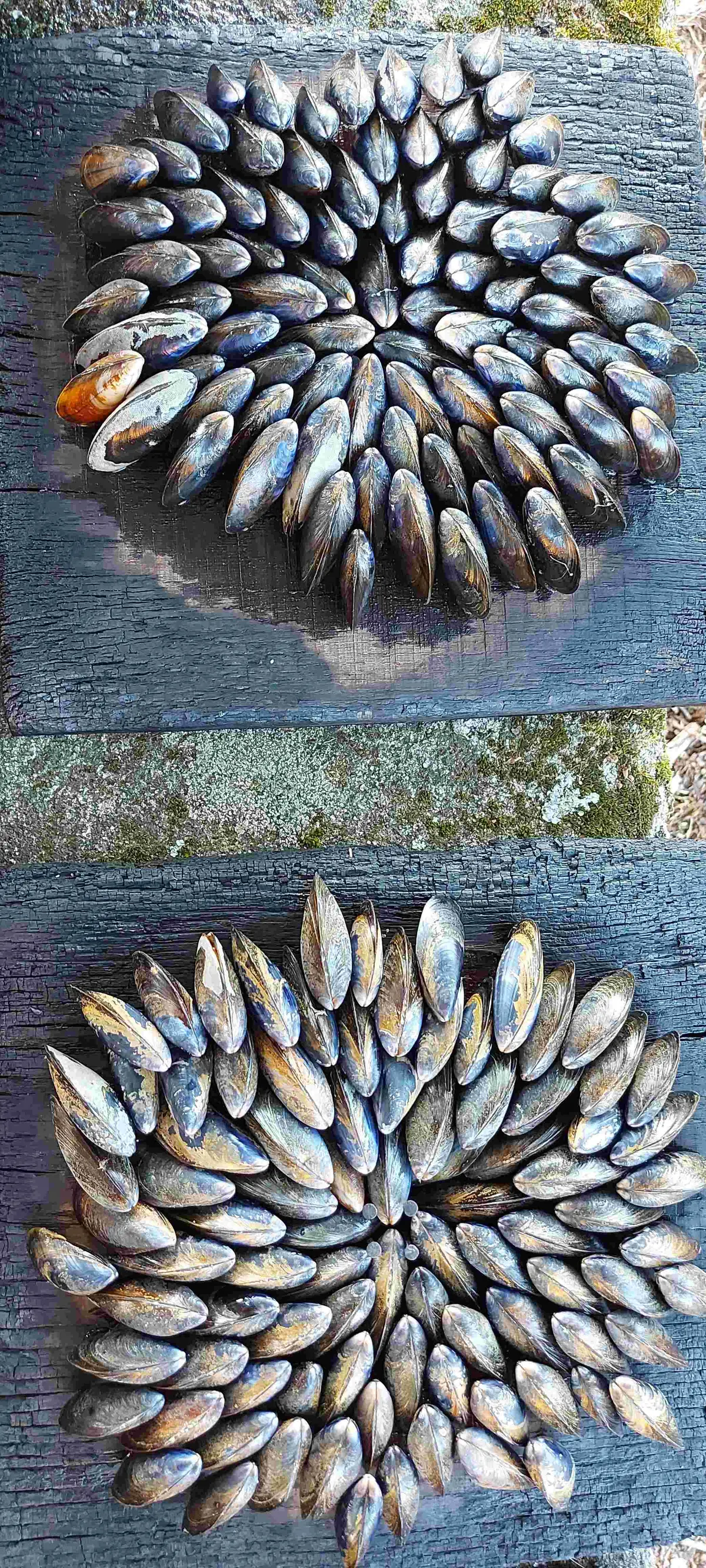 Soirée éclade, feu d'artifice et bal